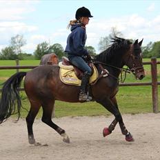 Tysk Sportspony Verdi - B-pony