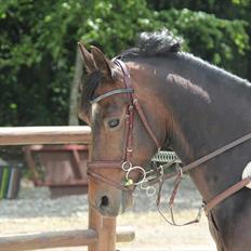 Tysk Sportspony Verdi - B-pony