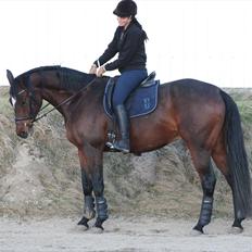 Dansk Varmblod Apollonaris Lerhøj