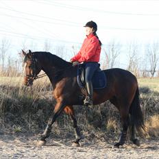 Dansk Varmblod Apollonaris Lerhøj