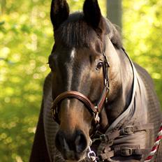 Dansk Varmblod Gammelbys Cavel