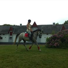 Anden særlig race Stald Nino´s O´malley (Malle)