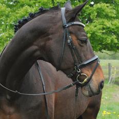 Hannoveraner Grinta Alfarvad Z