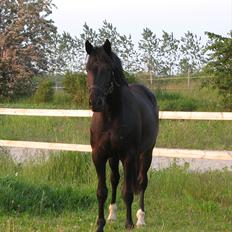 Hannoveraner Da Vinci