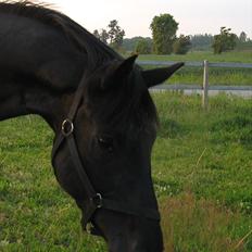 Hannoveraner Da Vinci