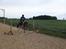 Pinto Robin - Loppe *Solgt* - Robin leger spasser! :-DDD