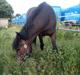 New Forest Elmholts Maritza <3  (Ritten)