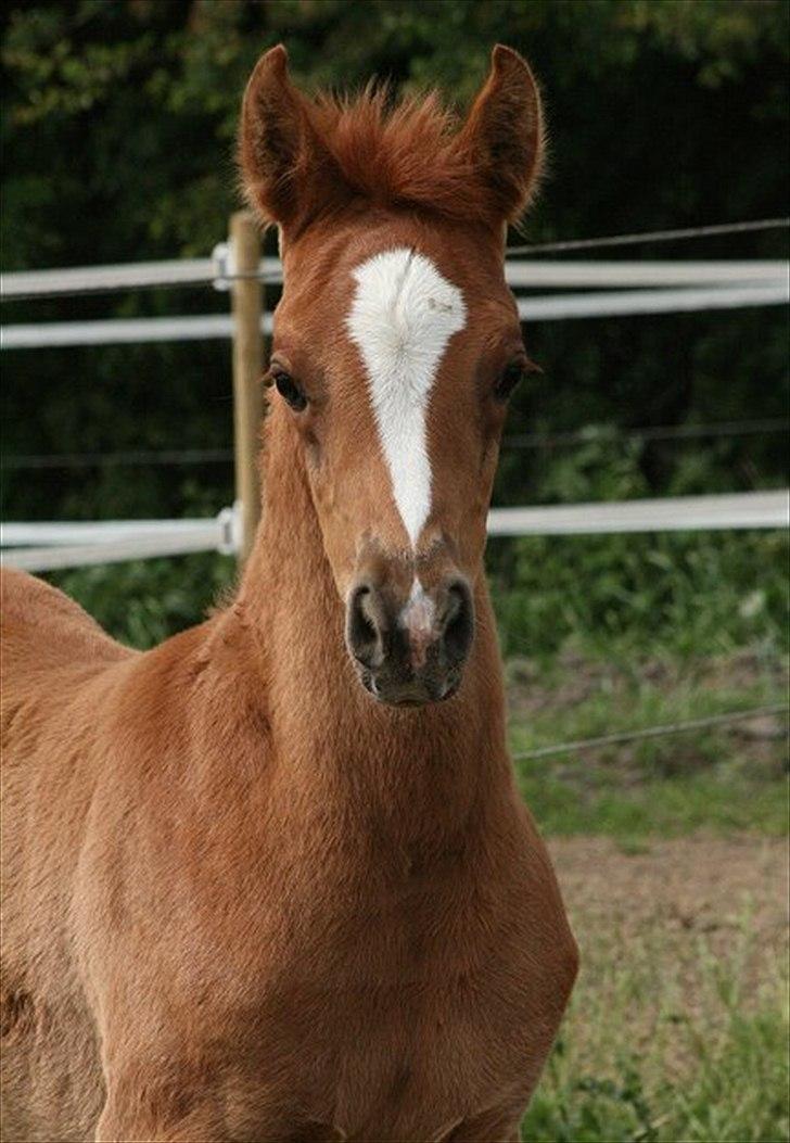 Arabisk fuldblod (OX) Castello APN - SOLGT - RIP 2017 billede 4