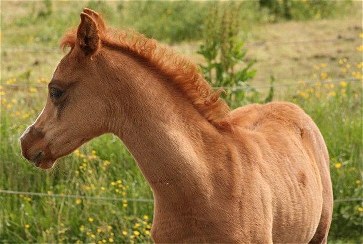 Arabisk fuldblod (OX) Waliyyah APN - SOLGT billede 12