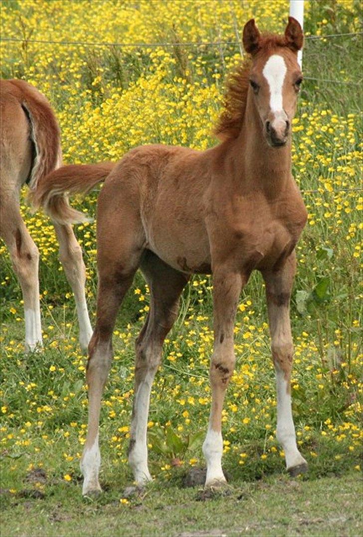 Arabisk fuldblod (OX) Waliyyah APN - SOLGT billede 13
