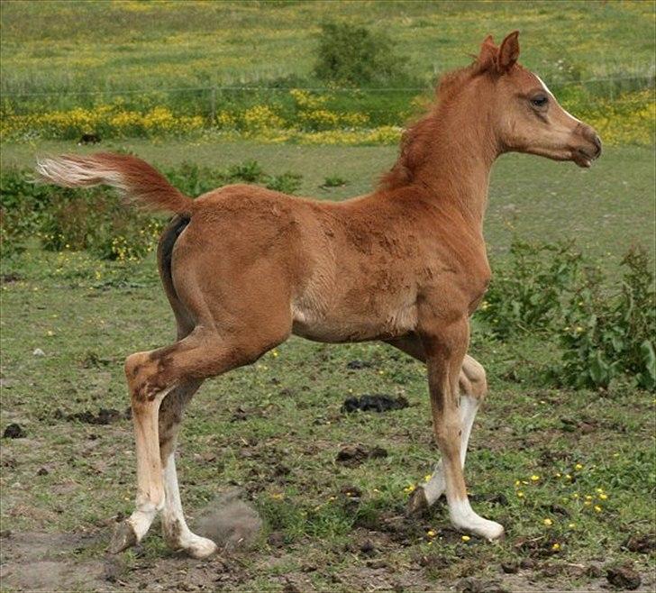 Arabisk fuldblod (OX) Waliyyah APN - SOLGT billede 14