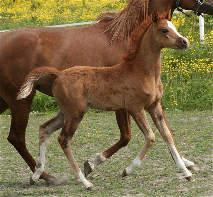 Arabisk fuldblod (OX) Waliyyah APN - SOLGT billede 15