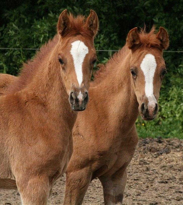 Arabisk fuldblod (OX) Castello APN - SOLGT - RIP 2017 billede 13