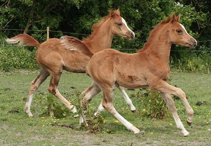 Arabisk fuldblod (OX) Castello APN - SOLGT - RIP 2017 billede 14