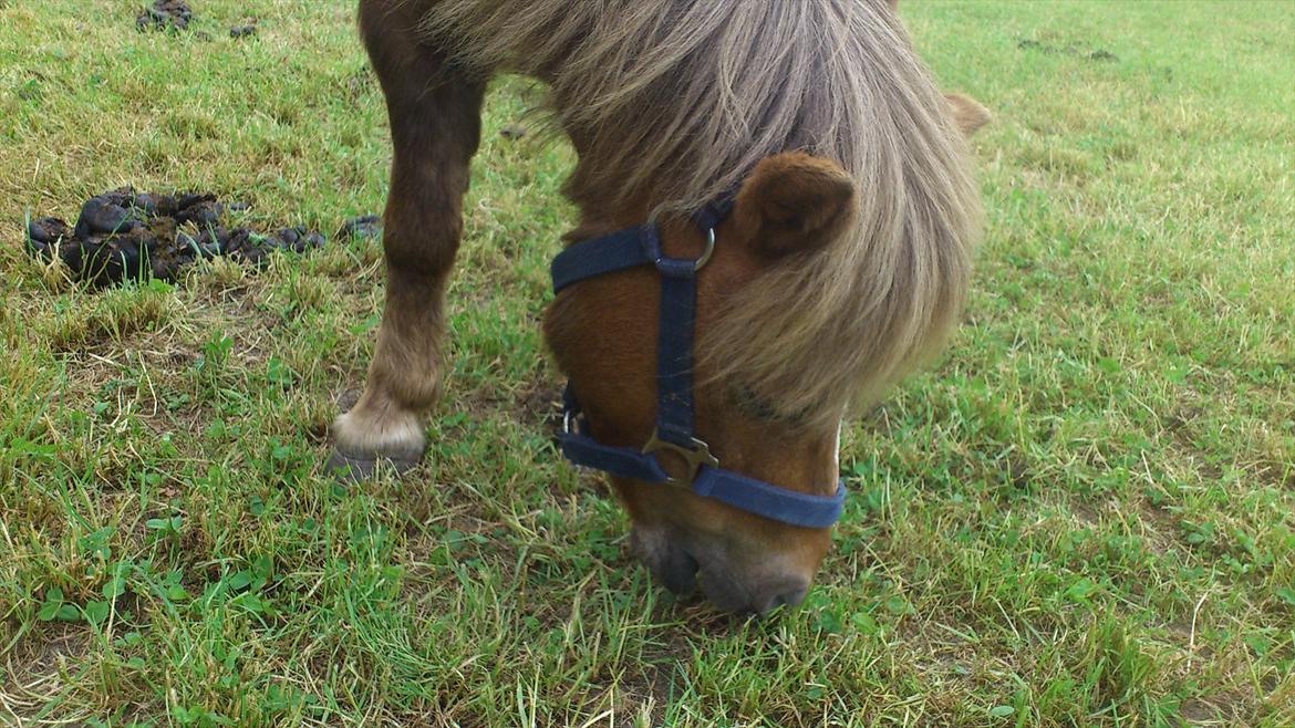 Shetlænder R.I.P Tulle<3 - Velkommen til Tulles Profil billede 1