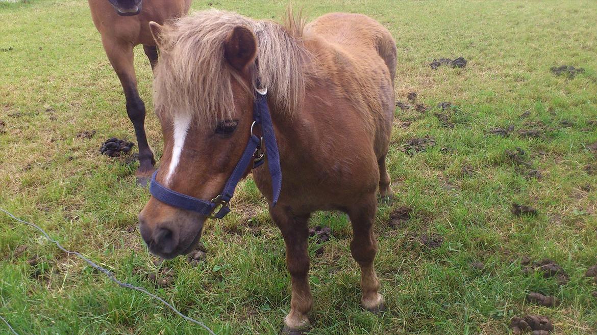 Shetlænder R.I.P Tulle<3 billede 2