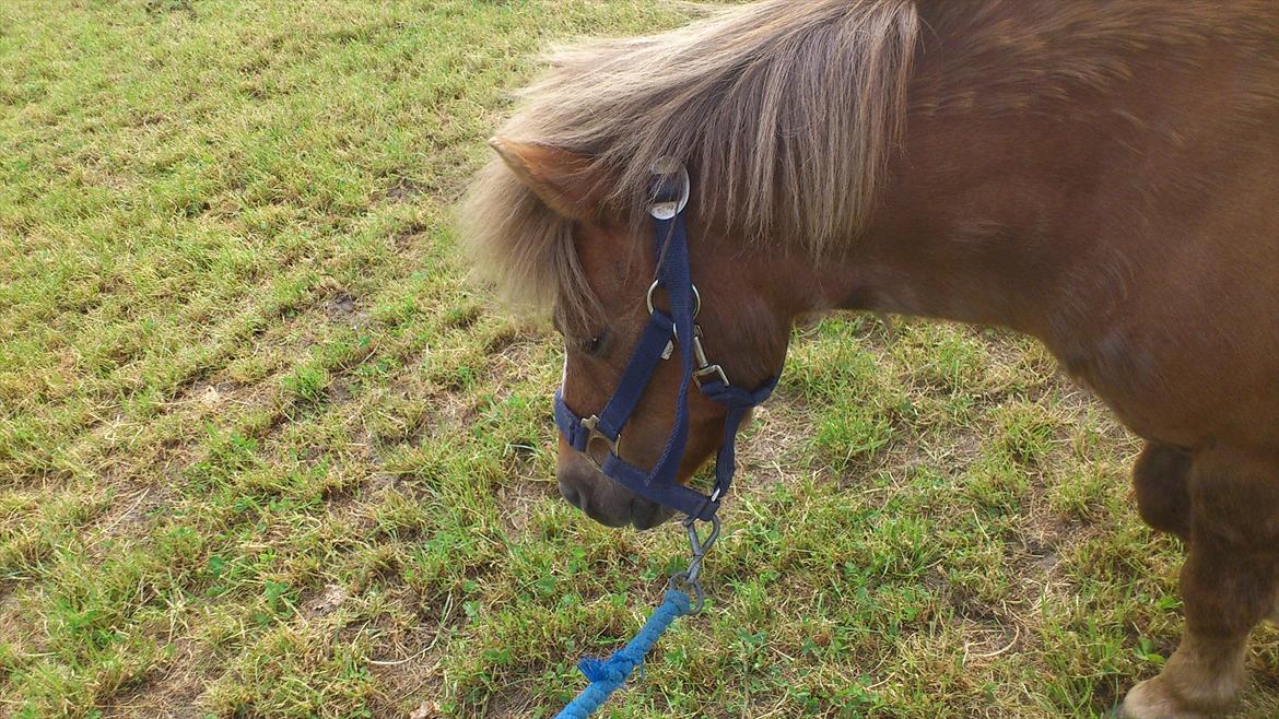 Shetlænder R.I.P Tulle<3 billede 3