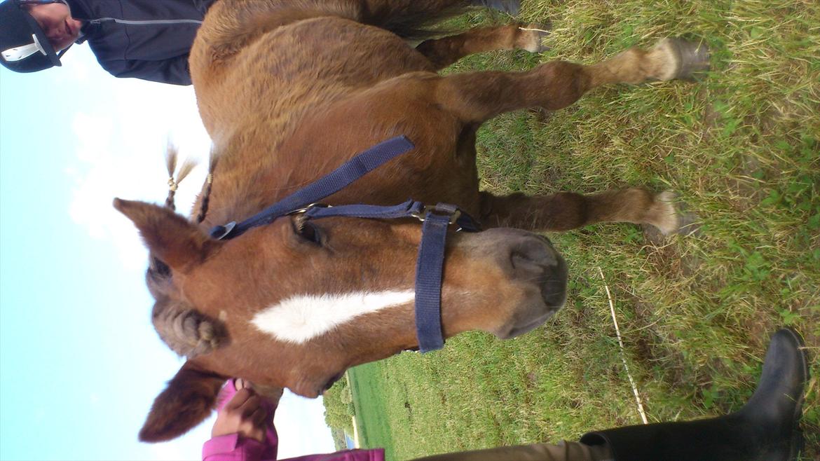 Shetlænder R.I.P Tulle<3 billede 4