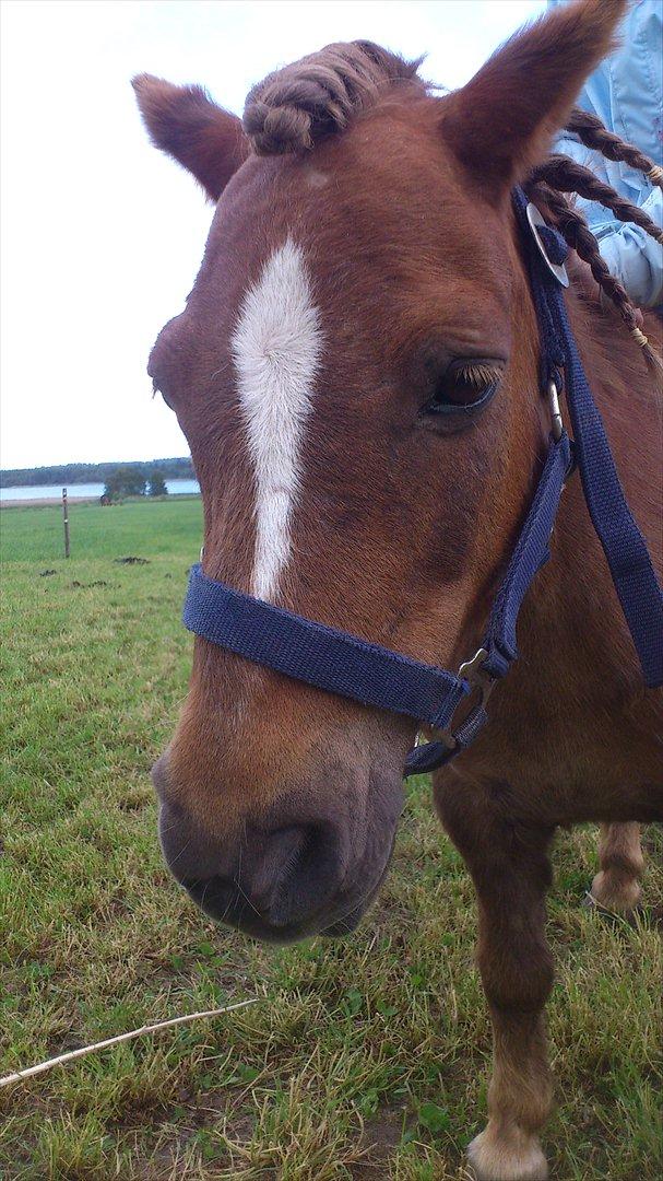Shetlænder R.I.P Tulle<3 - Du ligner lidt en welsh! billede 6