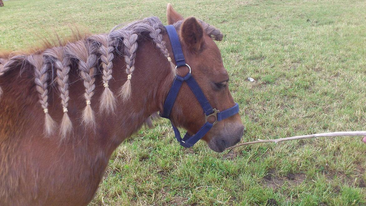 Shetlænder R.I.P Tulle<3 billede 7