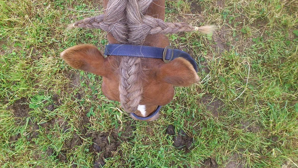 Shetlænder R.I.P Tulle<3 - HaHa Tulle ligner en kalv xD billede 9