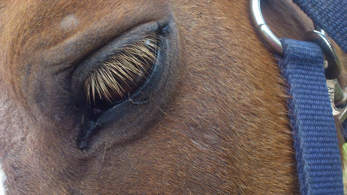 Shetlænder R.I.P Tulle<3 - Er du trist? billede 11