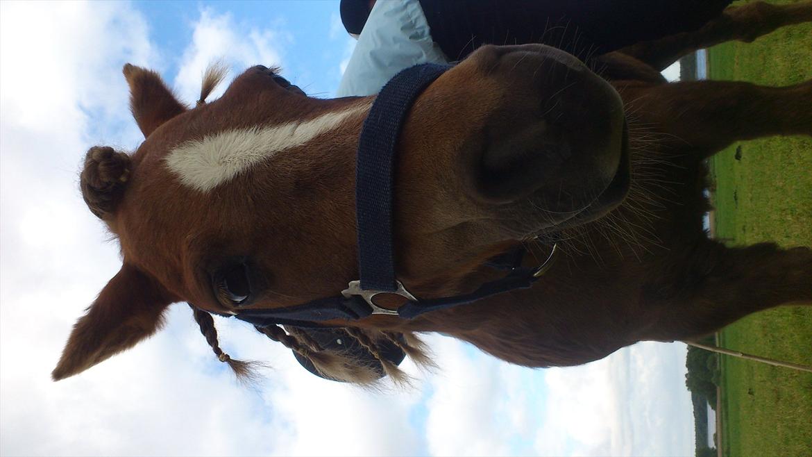 Shetlænder R.I.P Tulle<3 - Læg gerne en kommentar og bedømmelse :) billede 14