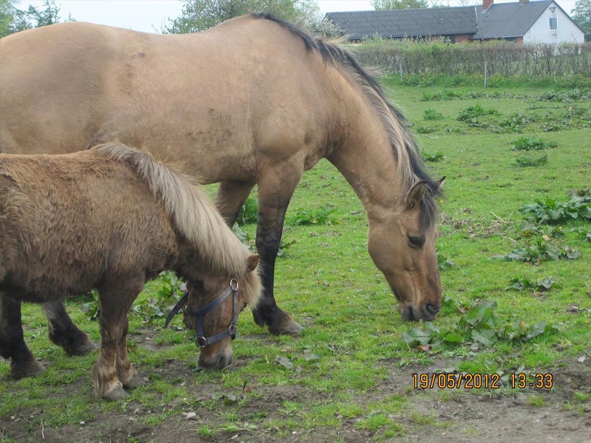 Shetlænder R.I.P Tulle<3 billede 12