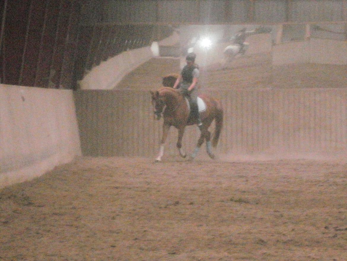 Anden særlig race FoxTrot - Trav 6juni 2012 billede 5