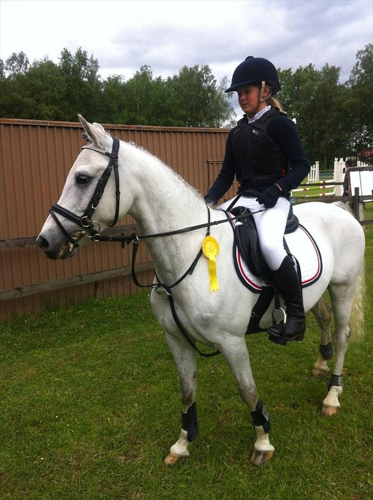 Welsh Partbred (Sec F) Myrebjergets Skywalker | A - Sky og hans nye ejer Ebba til stævne, de fik placering <3 billede 20