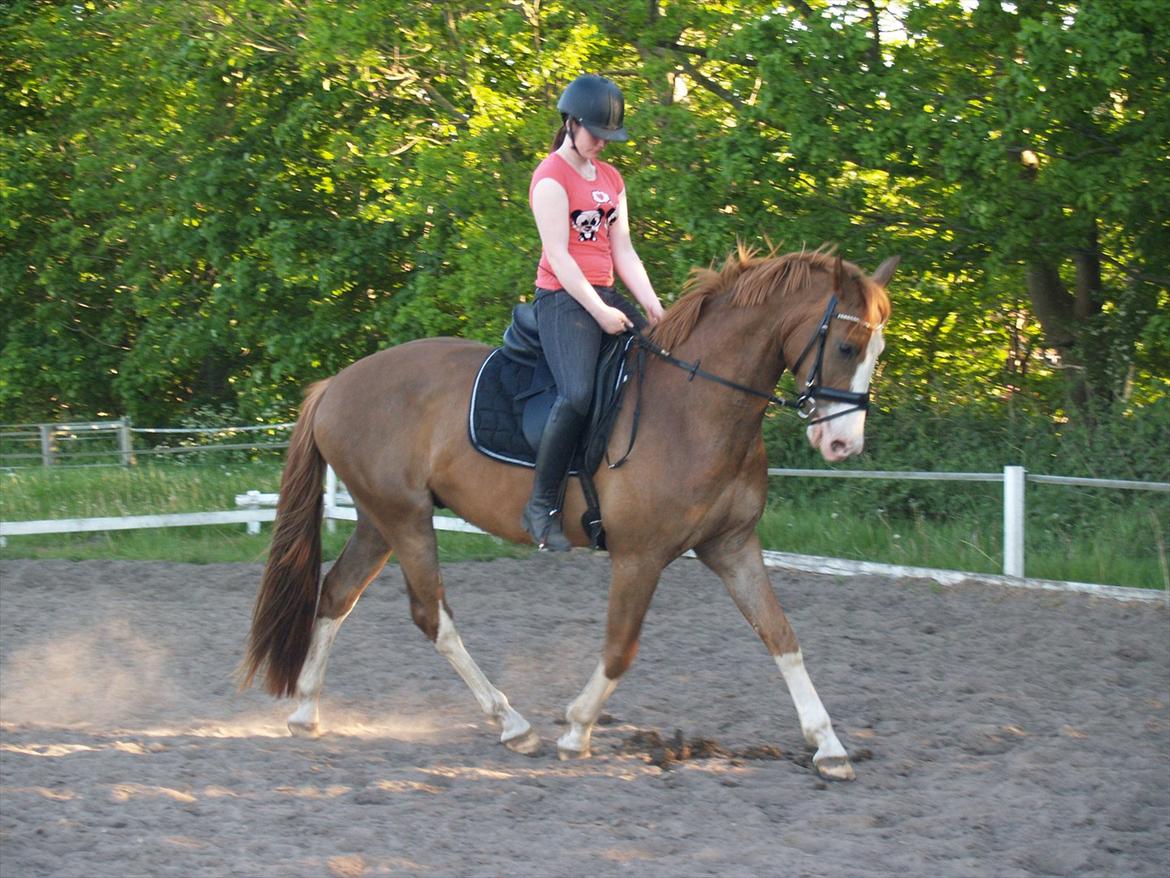 Palomino Yaspisgårds Gallon billede 6