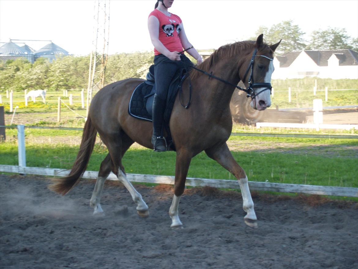 Palomino Yaspisgårds Gallon billede 2