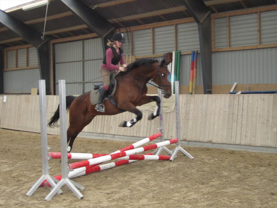 Traver Le Mans Gubi - Wow, han kan da hoppe!:-P billede 4