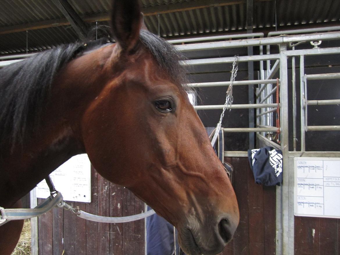 Traver Le Mans Gubi - Smukke dreng! <3 billede 5