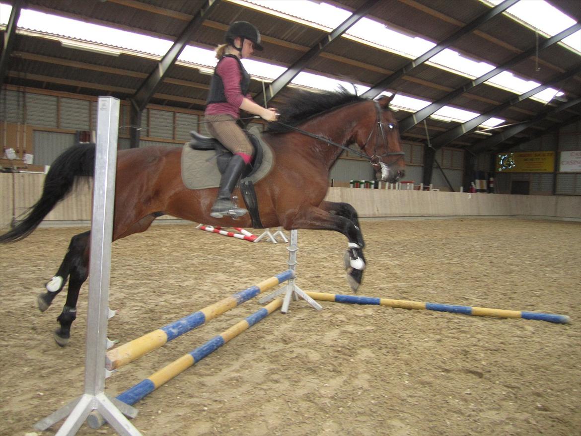 Traver Le Mans Gubi - Manse springer laaaaaaaannngggttt!!!! <3 billede 6