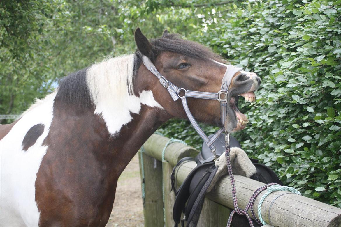 Tinker Juncker ( Låne Hest<) billede 16