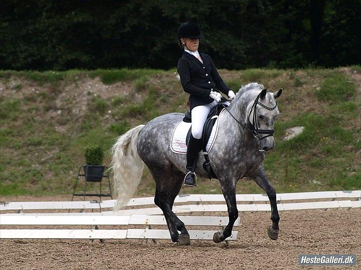 New Forest Lundemarksgårds Favorit billede 6