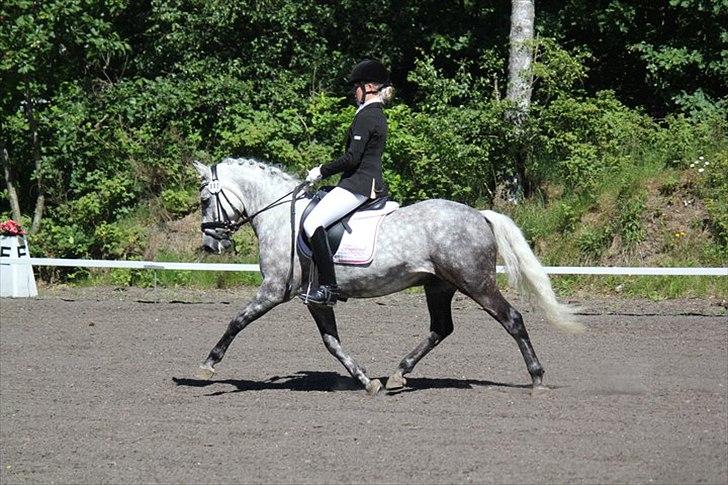 New Forest Lundemarksgårds Favorit billede 7