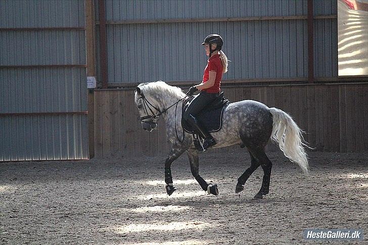 New Forest Lundemarksgårds Favorit billede 10