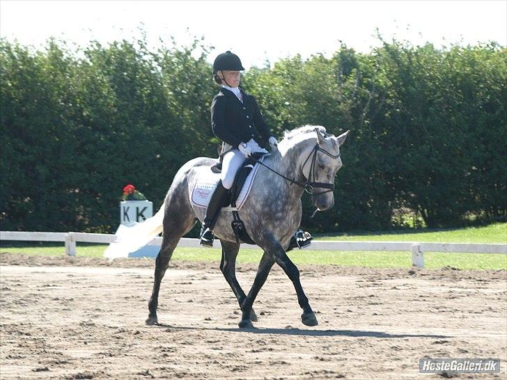 New Forest Lundemarksgårds Favorit billede 11