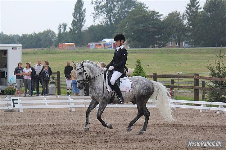 New Forest Lundemarksgårds Favorit billede 13