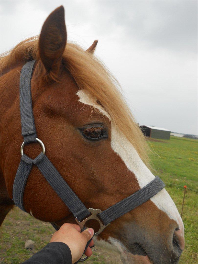Welsh Pony af Cob-type (sec C) Aberlour Goodwyn billede 2