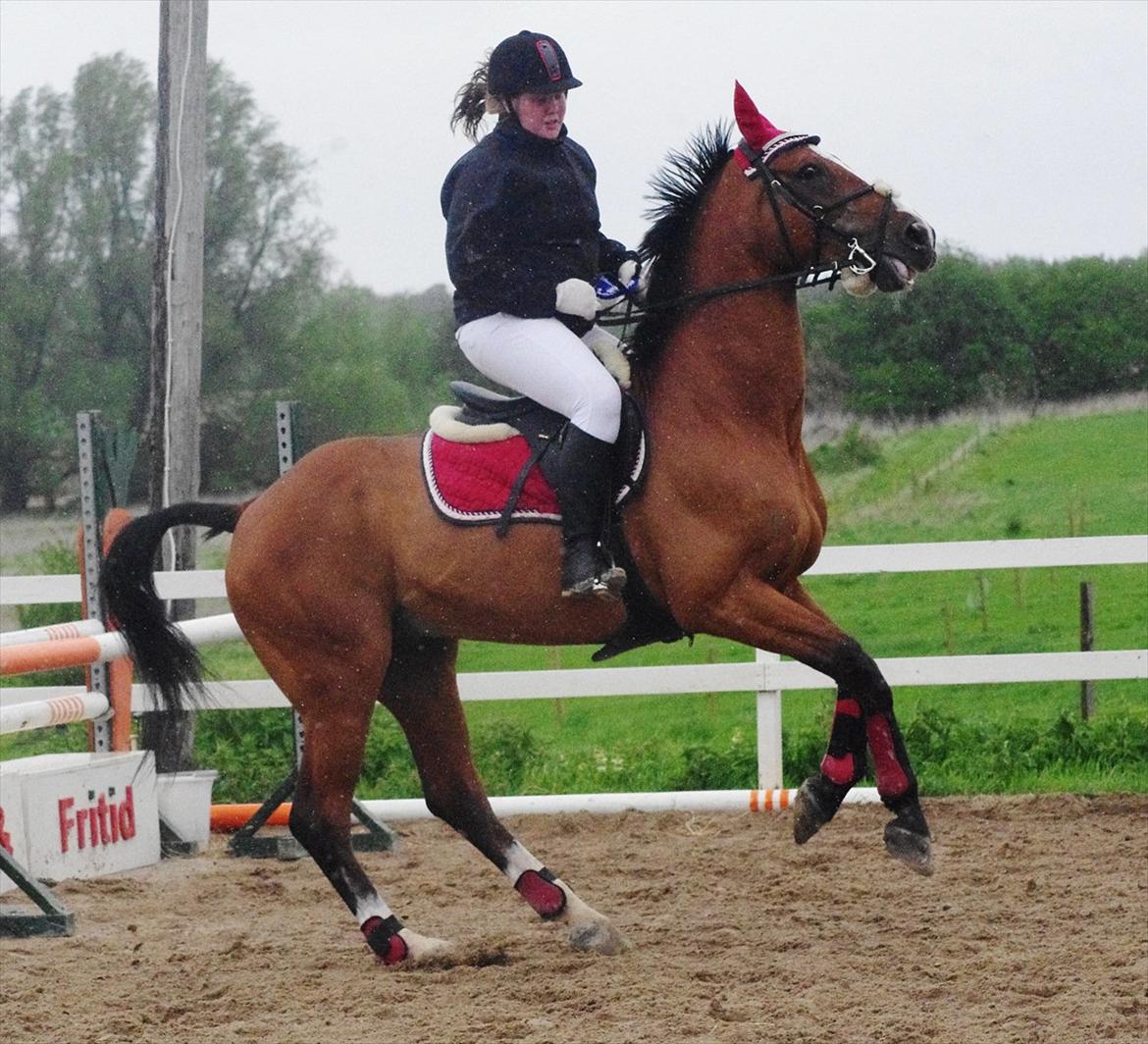 Hannoveraner Rumburak 5 - Æresrunde - lidt freeeesh billede 1
