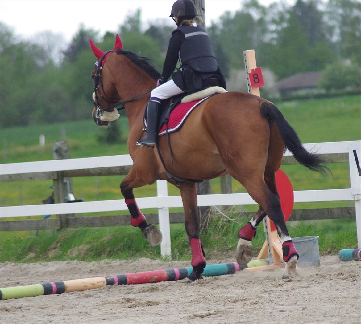 Hannoveraner Rumburak 5 - Med Cicilie på 9 år, til hendes første stævne. :-D billede 2