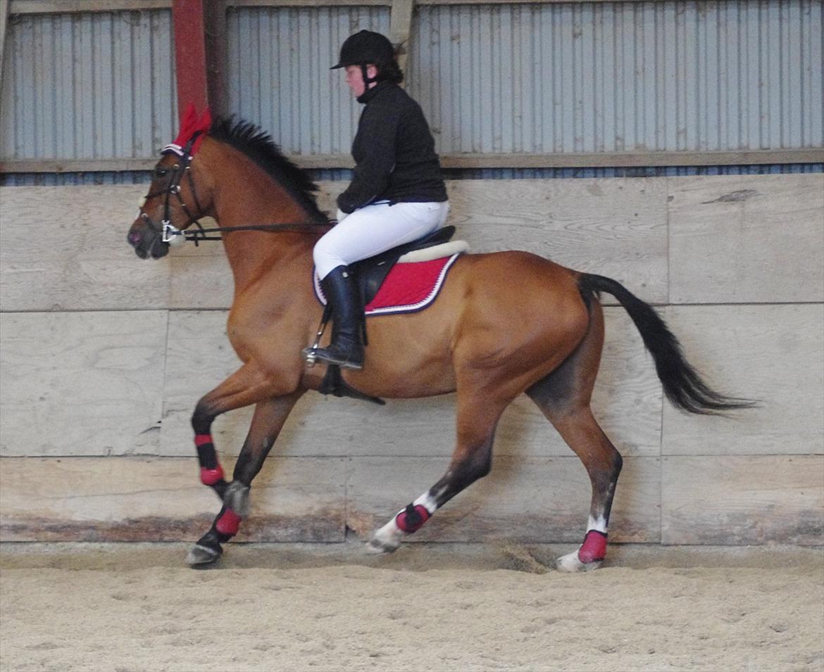 Hannoveraner Rumburak 5 billede 5