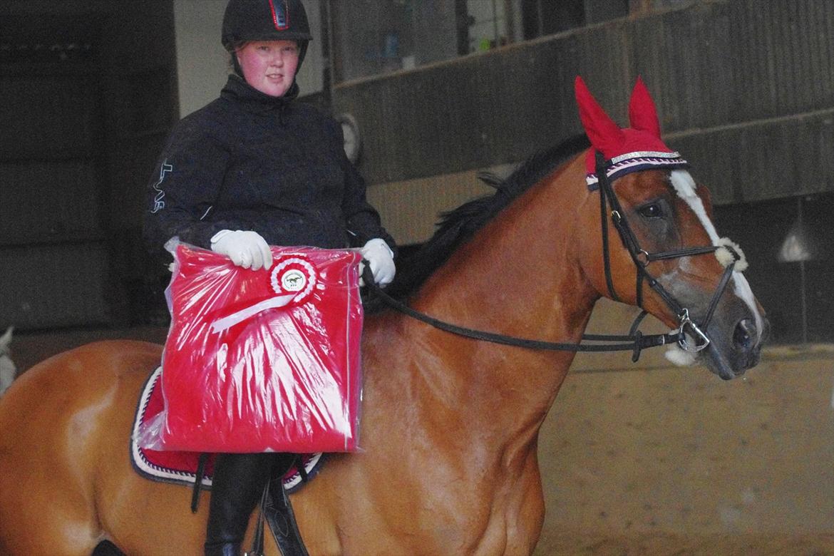 Hannoveraner Rumburak 5 billede 8