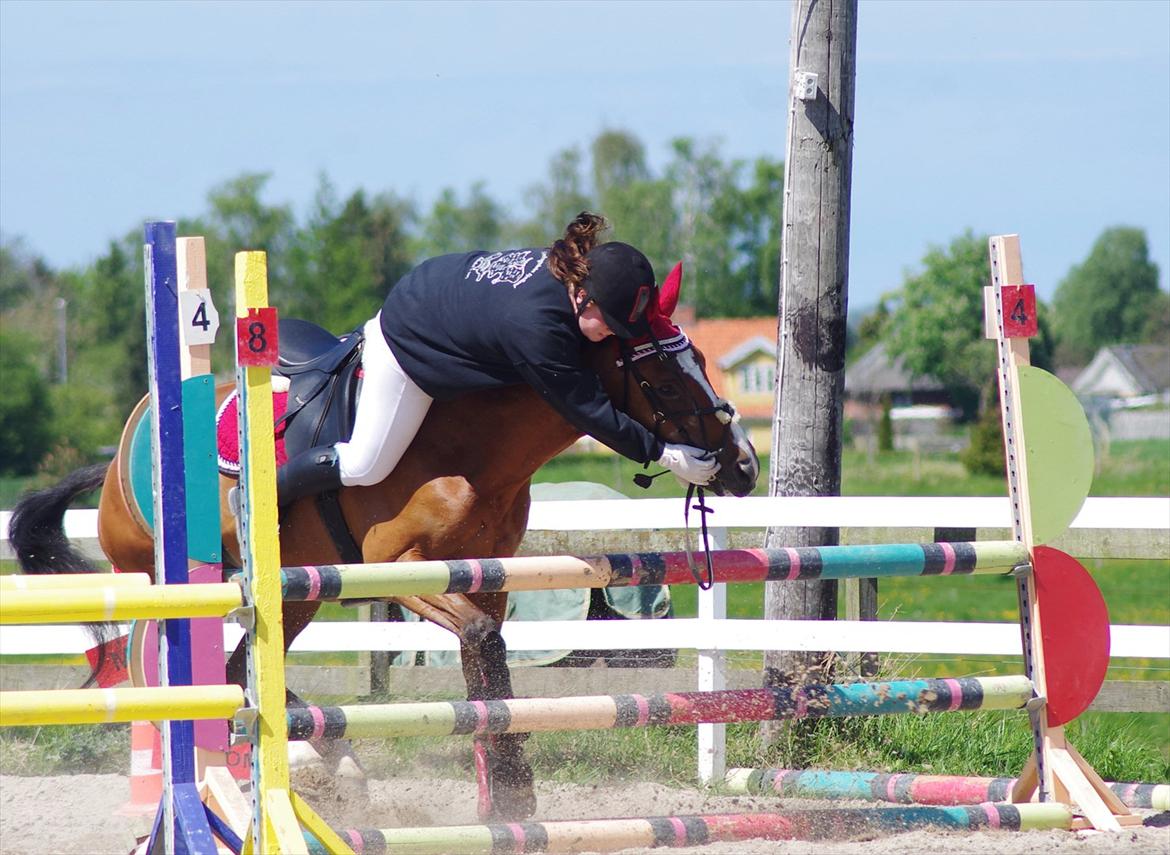 Hannoveraner Rumburak 5 - Lidt galt kan det gå - blev heldighvis på! :-) billede 10