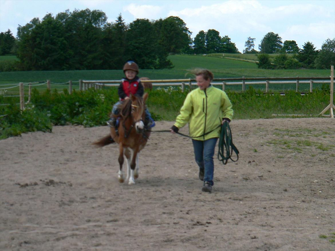 Anden særlig race Honey - Tjalfe traver billede 13