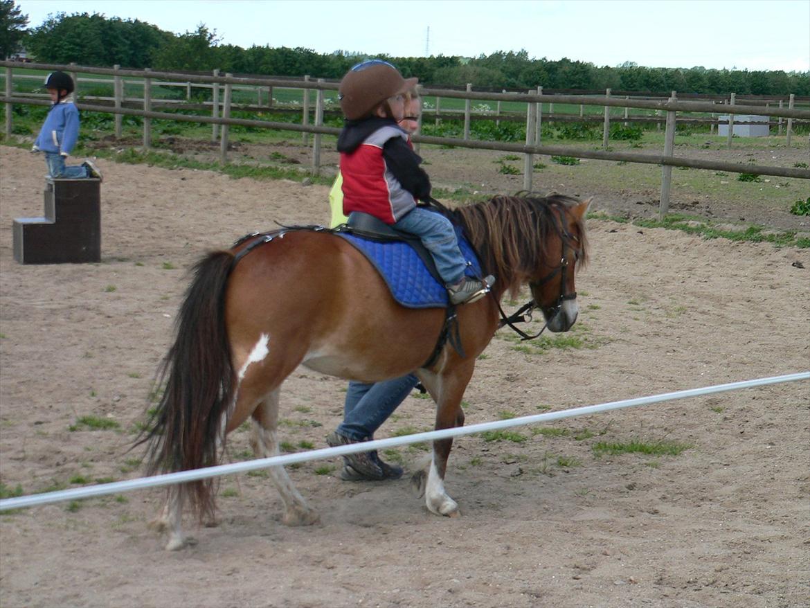 Anden særlig race Honey billede 14