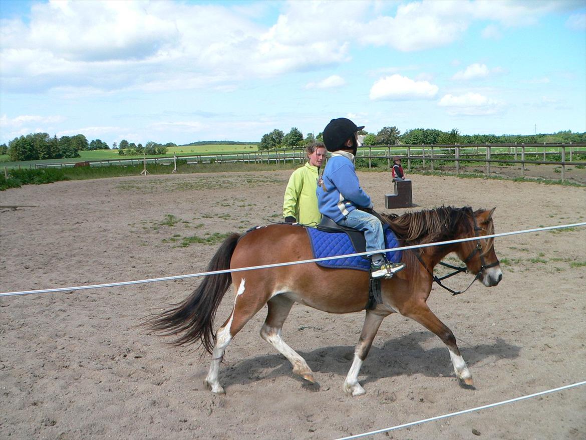 Anden særlig race Honey - Valdemar traver i longe billede 15